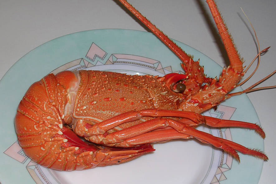 Langouste3.jpg